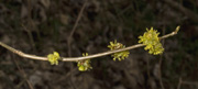 spicebush